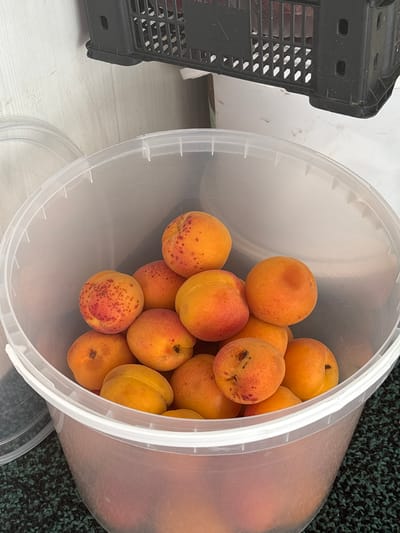A clear plastic bucket filled with apricots is positioned on a dark green, textured surface. The bucket is approximately two-thirds full. The apricots are an orange-yellow color with some red blushing and small brown speckles. Several apricots are piled on top, with more visible deeper in the bucket. The rim of the bucket is white. In the background, a black plastic crate is partially visible, with a white wall behind it. The lighting suggests an indoor or shaded outdoor environment. The image was taken in Novocherkassk, Russia.