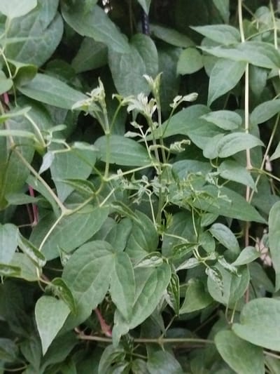 This media file shows a close-up view of green foliage, likely a plant with heart-shaped leaves and thin vines. The leaves are predominantly a rich green, with some showing lighter, almost silvery mottling. The plant appears to be growing densely, with overlapping leaves and stems creating a layered effect. There are several small, pale green buds or new leaf shoots visible, suggesting active growth. The overall impression is one of lush greenery, possibly in a garden or natural setting. The lighting is somewhat diffused, indicating it could be overcast or the image was taken in shaded conditions. There are no people, animals, or man-made objects explicitly visible. The setting appears to be outdoors, given the natural plant life. Without additional context, it is difficult to determine a specific time of day or weather conditions beyond what can be inferred from the lighting. No text is visible in the image. The location context provided, Крупіцкі сельскі Савет, Belarus, suggests a rural or semi-rural European setting.