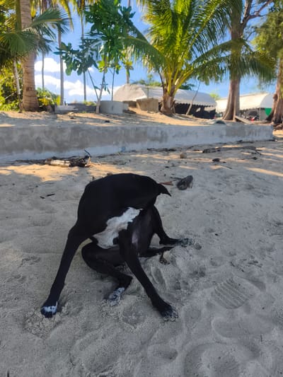 A black dog with white markings on its chest and paws is scratching itself while lying on a sandy beach. The dog is positioned in the foreground, facing away from the camera. In the background, there are several palm trees, lush green foliage, and white tents, suggesting a tropical resort or event location. A low concrete wall runs along the edge of the sand, separating it from the area with the tents and vegetation. The scene is set under a bright, sunny sky with some clouds, indicating it is daytime. The sand is light-colored and appears undisturbed except for the dog's presence. The overall impression is a relaxed, possibly vacation-like atmosphere.
