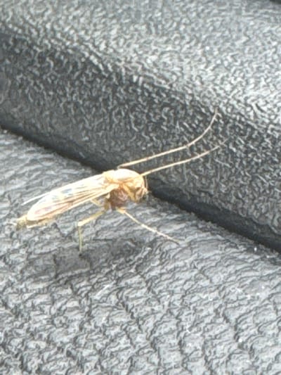 A light brown mosquito rests on a textured gray surface. The mosquito is facing right and has its wings spread. The surface appears to be made of a rough material, possibly plastic or rubber, with a pattern of raised ridges. The background is out of focus. There is no information available regarding the location in the city of Megion, Russia.