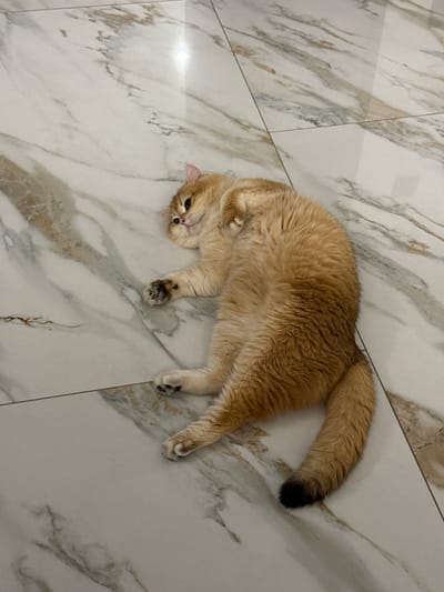 A golden-brown cat is lying on a marble-patterned tile floor. The cat's tail has a black tip. The location is specified as Молодёжный, Russia, although this cannot be verified from the image.
