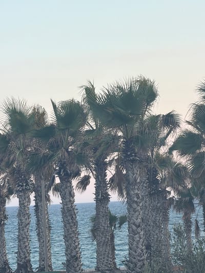 A row of palm trees stands along the coastline in Pervolia, Cyprus. The fronds of the palm trees are a deep green, while their trunks are a rough, greyish-brown. The trees are dense and mature, with some fronds overlapping each other. In the background, the sea is a vibrant blue, with gentle waves rolling towards the shore. The sky is a soft, pale blue, transitioning to a lighter hue at the horizon, suggesting either early morning or late afternoon. The image is taken from a slightly low angle, emphasizing the height and grandeur of the palm trees. There are no people or visible structures in the immediate foreground or background.