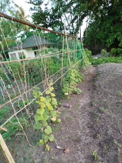 The image depicts an outdoor scene in Kendhoo, Maldives, showing a garden with a trellised area for climbing plants. Green netting is stretched across wooden poles to support the plants, which appear to be young cucumber vines based on their leaf structure. The ground is a mix of soil and sparse vegetation. In the background, a white building with a dark roof is visible, partially obscured by trees and foliage. The environment suggests a tropical climate, with lush greenery and palm trees evident. There are no people or animals visible in the image.