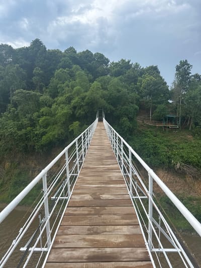 The image shows a long, narrow wooden bridge with white metal railings, stretching into the distance. The bridge is set against a backdrop of lush green trees and foliage, indicating a natural, possibly rural, setting. The sky above is overcast with clouds.
The perspective is from the bridge itself, looking down its length. The wooden planks of the bridge are visible, appearing slightly wet, suggesting recent rain or humidity. The white railings are a prominent feature, composed of a thick top rail and a series of thinner, parallel bars. Support structures for the railings are also visible, connecting them to the bridge's foundation.
To the left of the bridge, the dense green of trees and various types of vegetation dominate the scene. The trees are tall and appear to be part of a forest or jungle environment. In the distance, on the slope of the hill to the left, a small elevated structure with a green roof and metal supports can be seen, possibly a small shelter or viewing platform. A pathway or stairs leading up to this structure is also partially visible.
The river or body of water beneath the bridge is brown and appears calm. The weather seems overcast, with a soft, diffused light. The overall mood is serene and peaceful, emphasizing the natural beauty of the location. The image does not contain any visible text. The location is identified as Suối Câu, Vietnam, which aligns with the dense tropical vegetation.