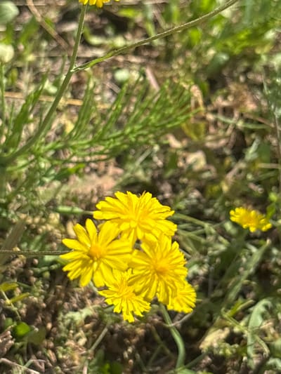 The image depicts a close-up view of several yellow wildflowers in a natural setting. The flowers are in focus, with their petals clearly visible, while the background is blurred, showing green foliage and brown soil. The lighting suggests it is daytime. The location of Драчкаўскі сельскі Савет, Belarus is not discernible from the image itself; this information appears to be metadata associated with the image.