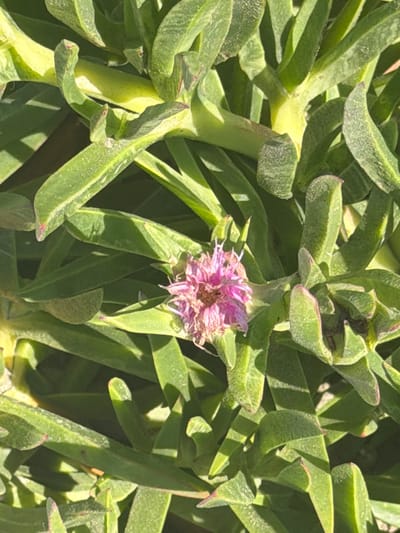 The image is a close-up, high-angle shot of a succulent plant with fleshy, green leaves and a small, pinkish-purple flower. The plant appears to be growing outdoors in Pervolia, Cyprus, as indicated by the bright sunlight casting shadows on the leaves. The texture of the leaves is rough and slightly fuzzy, with some appearing to have red tips. The flower is delicate and somewhat wilted, with thin petals. The background is a blur of green foliage, suggesting the plant is part of a larger garden or natural landscape. There are no people or animals visible in the image.