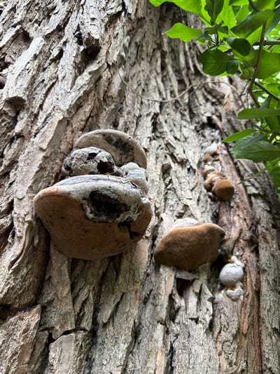 The image depicts a close-up view of the bark of a large tree, possibly a willow, in Upeslejas, Latvia. Several shelf fungi, also known as conks or tinder fungi, are growing on the rough, textured bark. These fungi vary in size and color, with some appearing light gray and weathered, showing signs of decay with dark cavities, while others are a warm brown hue. In the upper right portion of the image, green leaves and a small green bud are visible, suggesting the presence of foliage on the tree. The lighting indicates it is daytime, with natural light illuminating the scene. There are no people or animals present in the image.