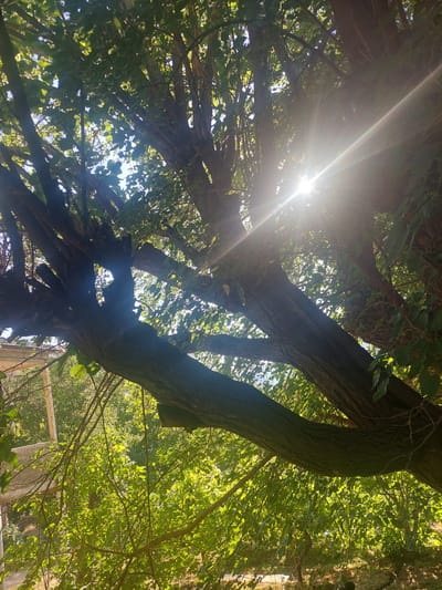 The image depicts a sun-drenched view from beneath the canopy of a large tree, with thick branches and abundant green foliage dominating the frame. Sunlight streams through the leaves, creating a bright lens flare and highlighting the textures of the bark and vegetation. In the background, partially obscured by branches, are glimpses of what appears to be a building with a light-colored facade and some scaffolding or support structures. The overall setting is outdoors, with a sense of natural growth and dappled sunlight. Given the context of Areni, Armenia, this scene likely represents a garden, yard, or natural area within or on the outskirts of the town, possibly near a residential or agricultural structure.