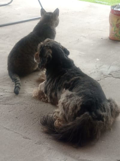 Two domestic animals, a tabby cat and a shaggy dog, are resting on a concrete surface outdoors. The cat is positioned behind and to the left of the dog, facing away from the camera. Its tail is curled to its left. The dog is lying down, facing away from the camera, with its tail curled to its right. The environment appears to be an outdoor area, possibly a courtyard or patio, with a concrete ground. In the background, there is a partial view of a metal structure and a can with some writing on it. The lighting suggests it is daytime. The overall scene is unremarkable and depicts two pets in a relaxed state. The context of Maladzyechna, Belarus is external information and not directly inferable from the visual content of the image itself.