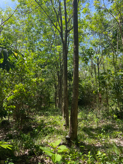 The image depicts a linear arrangement of tall, slender trees with smooth, grey bark, lining a path through a dense, sun-dappled forest. The trees are spaced at regular intervals, suggesting a cultivated plantation, possibly rubber trees given the presence of what appear to be latex cups attached to the lower trunks of the trees in the foreground. The ground is covered in a thick carpet of green undergrowth, interspersed with fallen leaves and dry debris. Sunlight filters through the lush canopy, creating a mosaic of light and shadow on the forest floor. The overall impression is one of a tranquil, natural environment, likely a rural area in Thailand, given the context of Baan Nok Sai. There are no people or animals visible in the image, only the natural elements of the forest. The sky is visible through the gaps in the leaves, appearing a clear blue. The vegetation is vibrant and healthy, indicative of a tropical climate.