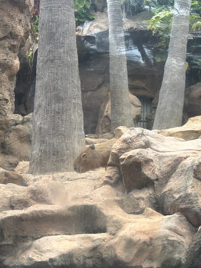 The image captures a naturalistic enclosure, likely a zoo or wildlife park, featuring a capybara resting among rocks and palm trees. The capybara is a large rodent with brown fur, lying down with its eyes closed, appearing relaxed. The environment is designed to mimic a tropical or subtropical habitat, with rough, textured rocks forming the landscape and several tall, grey palm trees with rough bark. Lush green foliage is visible in the background, adding to the naturalistic feel. The overall scene is tranquil, showcasing the capybara in its simulated environment. This enclosure is located in the Loro Parque in Puerto de la Cruz, Spain.