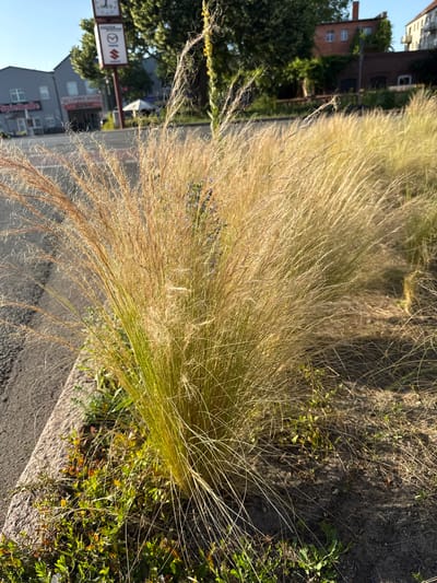 This is a vertical, medium shot of ornamental grasses illuminated by the sun. The grasses are a pale gold and appear dry and wispy, with some green blades still visible. They are growing in a patch of dirt and weeds, with a grey paved surface running diagonally across the foreground. In the background, a street is visible, with buildings and trees lining it. A sign with a clock face and a logo that appears to be for "SUZUKI" is also present. The buildings in the background are a mix of brick and grey facades. The sky is clear and blue. The lighting suggests it is daytime, likely late afternoon due to the warm tones of the light on the grass. The overall scene appears to be an urban or suburban environment. There is no discernible activity or event taking place.