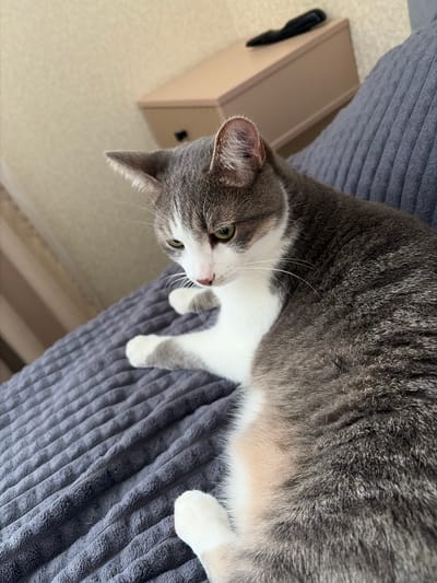 The image shows a tabby cat with gray, white, and light brown markings, resting on a textured, dark gray blanket. The cat's eyes are partially closed, and its head is turned downwards, with its ears perked up. In the background, a light-colored wall and a beige dresser with a black object on top are visible. The scene is indoors, with soft lighting suggesting natural light coming from the side. There is no information in the image to suggest a specific location in the city of Azov, Russia.