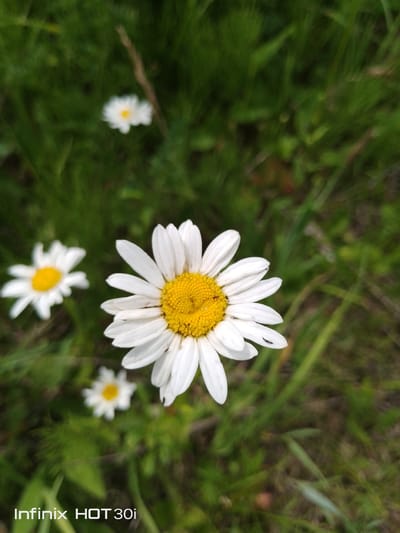 A close-up photograph captures a field of daisies, with one large daisy prominently featured in the foreground. The large daisy is white with a bright yellow center and has several petals visible, some of which have tiny black insects on them. In the background, several smaller, out-of-focus daisies are scattered amidst lush green grass. The image has a soft focus, with the grass appearing blurred. At the bottom left corner of the image, the text "Infinix HOT 30i" is visible. The location of this image is not provided in the image itself.