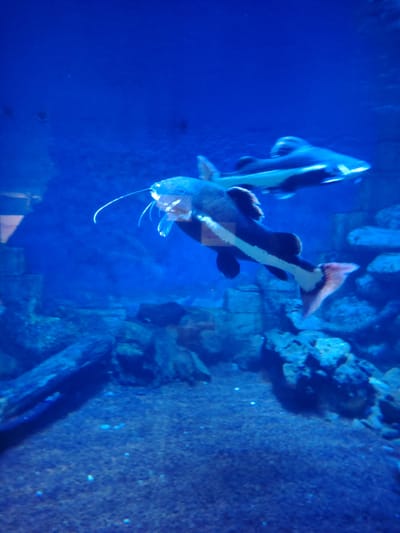 An underwater scene depicts two large fish swimming in a deep blue-lit aquarium. The foreground is dominated by a prominent catfish, characterized by its long, white sensory barbels extending from its mouth area. This fish has a dark, possibly black, body with a striking white stripe running horizontally along its flank, from its head towards its reddish-orange caudal (tail) fin. Its mouth appears to be slightly open.
Further back and slightly above the foreground fish, another similar fish is visible, also dark-colored with a lighter underside or stripe, swimming in the same direction to the left. The water is clear, and the overall lighting creates a vibrant, almost ethereal blue environment.
The bottom of the aquarium features a rocky, sandy bed with various dark, textured rocks and what appear to be submerged logs or large pieces of debris scattered across the substrate. These elements provide a naturalistic habitat simulation within the tank. The background wall of the aquarium is a uniform deep blue, with some subtle variations in shading suggesting texture or distance. There are no people visible, and no discernible text or branding. The image captures a serene moment of aquatic life within an exhibition tank.