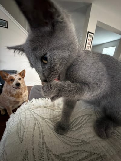 A gray cat with yellow eyes is looking down at the camera with a dog in the background. The dog is tan and white. The cat is on a white textured blanket. The background includes a white wall with a window and a picture frame. The picture was likely taken indoors in Buford, United States.