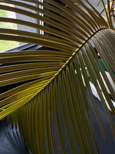 A close-up, high-angle shot captures a large, yellowish-green frond, likely from a palm or similar plant, positioned diagonally across the frame. The frond's central spine is visible, with numerous elongated leaflets fanning out symmetrically on both sides. Strong, directional light, seemingly from a window to the left, illuminates the upper surfaces of the frond, creating bright highlights and casting distinct shadows on its underside and the background.

Through the gaps between the frond's segments on the left side of the image, a window with a fine mesh screen is visible. Beyond the screen, blurred green foliage suggests an outdoor view with trees or bushes, indicating daytime. The right and upper portions of the background feature a dark, textured surface, possibly a wall or piece of furniture, upon which the shadows of the frond are distinctly cast. Hints of other objects, including a white surface and dark green elements, are subtly visible in the darker background areas. The image focuses on the intricate details and dramatic lighting of the plant in an indoor setting. There is no visible text or identifiable human activity.