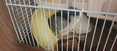 A small, light-colored animal, possibly a hamster or gerbil, is partially visible in the middle right of the frame. It is lying down next to a white fabric object, possibly bedding or a food pouch. In the background, a yellow wheel and a dark brown food dish filled with small, light-colored grains are visible. The scene is contained within a light blue and brown cage, with thin white bars creating a grid pattern across the image. The cage appears to be on a wooden surface. The image does not contain any information about a location in Buguruslan, Russia, or any human presence.