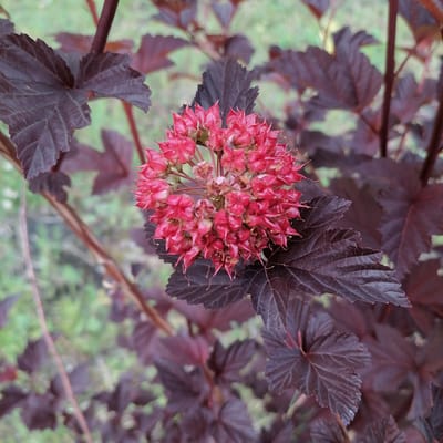 The image shows a close-up of a plant with dark purple leaves and a cluster of small red flowers. The flowers are star-shaped and have delicate, spiky petals. The leaves are deeply veined and have serrated edges. The background is softly blurred, showing hints of green foliage. The location is identified as Trubacheyevka, Russia.