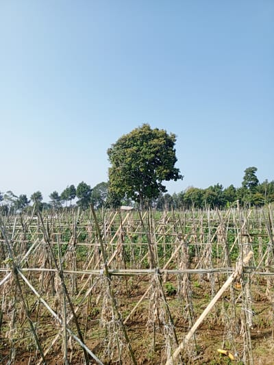 The image shows a field in Ban Katan, Laos, with a trellis system constructed from bamboo. The field appears to be a former agricultural plot, possibly for beans or a similar climbing crop, as indicated by the drying remains of plant material hanging from the trellises. A large, leafy tree dominates the center of the frame in the background, flanked by other trees along the horizon. The sky is clear and blue. There are no people visible in the frame.