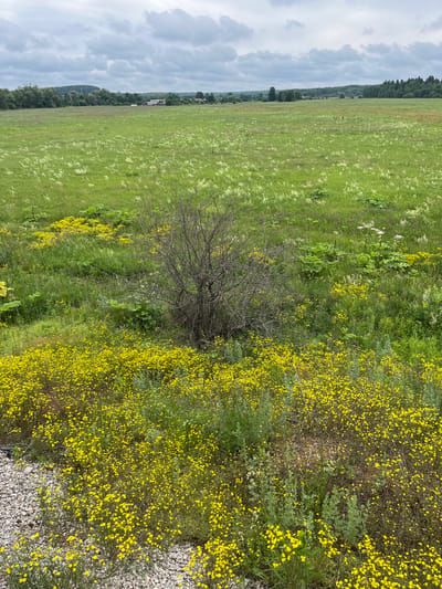 The image depicts a wide, green meadow under a cloudy sky. In the foreground, a dense patch of small yellow flowers covers the ground, interspersed with green vegetation and a few larger plants with white flowers. To the right of the yellow flowers is a bare, thorny bush. A gravel path runs along the bottom left edge of the image, bordering the flowers. In the middle ground, the meadow continues, with more scattered white wildflowers and some taller green plants. Further in the distance, across the meadow, are some houses and buildings, indicating a rural or semi-rural settlement. The background is a line of trees and rolling hills, with a hazy horizon. The overall impression is of a natural landscape with evidence of human habitation in the distance. The location is Kauchuk Stantsiya, Russia.