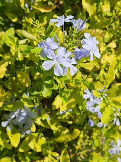 In Altamonte Springs, Florida, USA, this image captures a close-up view of a plant with delicate, light blue flowers and vibrant green and yellow leaves. The flowers, some fully bloomed and others in bud, are five-petaled and appear to be growing in clusters. The foliage is lush, with a mix of bright green and sunlit yellow leaves, suggesting a well-maintained garden or park setting. The natural lighting indicates an outdoor scene, likely during daylight hours. No people or animals are present in the frame.