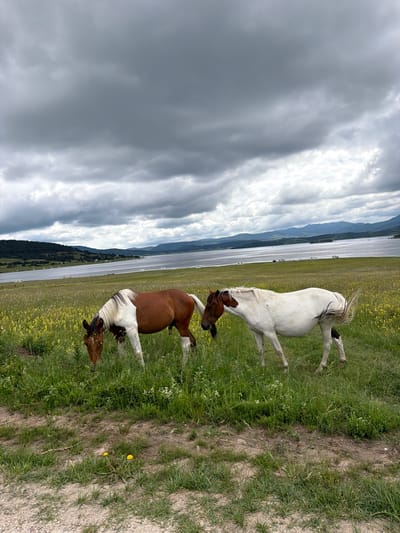 The image depicts two horses grazing in a grassy field with yellow wildflowers. One horse is predominantly brown and white, with its head down grazing. The other horse is white with brown markings on its head and hindquarters, and its tail is raised. In the background, a wide body of water, likely a lake or reservoir, is visible, bordered by hills covered in trees. The sky is overcast with dramatic, dark clouds. The scene appears to be set in the area of Tsigov Chark, Bulgaria, given the description of the location. The foreground shows a dirt path leading into the grassy field.