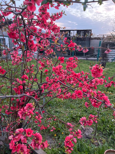 The image depicts a close-up view of a flowering quince bush laden with vibrant pink blossoms. The bush is in the foreground, partially obscuring a residential scene in the background. The background reveals a house or building with a wire fence and some greenery. Above the building, a sliver of sky is visible with light clouds. The location is identified as Drinovo, Bulgaria. The primary focus is on the flowering quince bush and its dense cluster of blossoms.