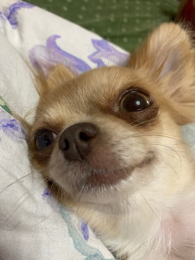 A close-up, eye-level shot captures a tan Chihuahua lying on a patterned white surface, possibly a blanket or sheet, with a blurred green background. The dog's head is angled to the left, with its large, dark eyes prominent. Its fur is a light tan color, with some white fur visible on its muzzle. The dog appears relaxed, with its mouth slightly open, revealing a hint of its tongue. The white surface features subtle purple and blue floral patterns. The green background is textured and out of focus. There are no visible people or other animals in the image. The overall scene suggests a domestic setting.