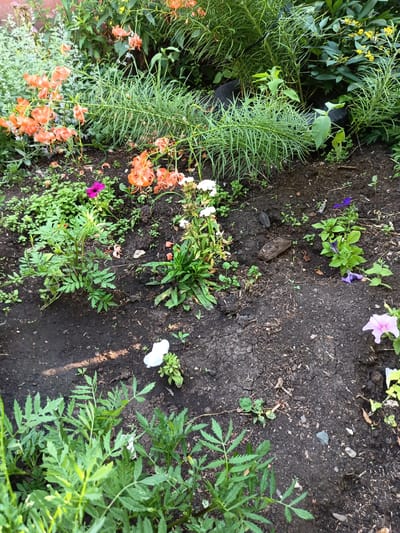 The image depicts a garden scene, likely in Никитино, Russia. The foreground is dominated by rich, dark soil with scattered small stones and dried leaves. Several green plants with serrated leaves are visible in the lower left of the frame. In the middle ground, various flowers are planted. These include clusters of small white flowers, a solitary vibrant pink petunia, and several plants with delicate purple petunia-like flowers. In the background, a dense arrangement of taller plants with long, slender green leaves forms a backdrop. Amongst these are bright orange lily-like flowers with reflexed petals, and some smaller yellow flowers are visible further back and to the right. The overall impression is of a cultivated garden bed with a variety of flowering plants and foliage. There are no people or animals visible in the image.