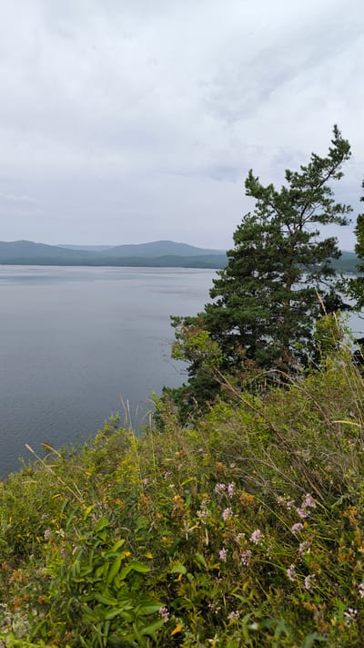 The image depicts a panoramic view of Lake Turgoyak in Turgoyak, Russia, on an overcast day. In the foreground, lush green foliage, wild grasses, and small pink flowers cover a steep embankment. Dominating the mid-ground to the right is a tall pine tree with dark green needles, its branches reaching towards the sky. The vast expanse of the lake, a deep gray-blue, stretches towards the horizon, where hazy, tree-covered mountains form a layered silhouette against the pale sky. A faint, white object, possibly a small boat, is visible on the water in the distance. The overall atmosphere is serene and natural, characteristic of the pristine environment surrounding Lake Turgoyak.
