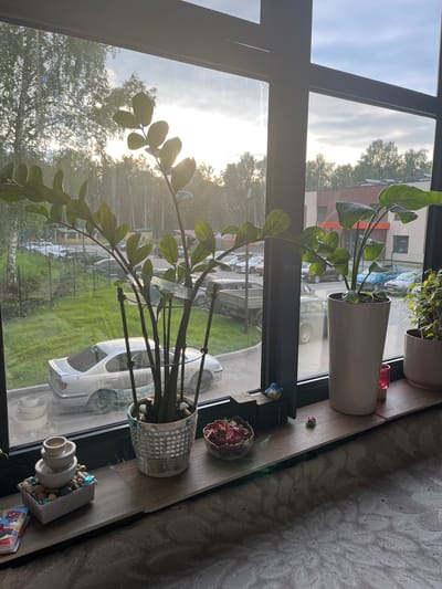 The image shows a view from a window in Prigorodny, Russia, looking outwards onto a street scene. The foreground features a wooden windowsill with several potted plants and decorative items.
On the windowsill, there are two potted plants. The plant on the left is a Zamioculcas zamiifolia, commonly known as a ZZ plant, in a decorative silver pot. It has thick, upright stems and glossy green leaves. The plant on the right is in a tall, white pot and appears to be a different species with broader leaves. Next to the ZZ plant, there is a small decorative fountain with stacked bowls and pebbles. Further to the right, a clear glass bowl contains dried rose petals. A small toy car is also visible on the windowsill.
The window overlooks a street with parked cars and some greenery. The sky is overcast with a hint of sunlight breaking through, suggesting it is either early morning or late afternoon. Trees and buildings are visible in the background. The overall impression is that of a domestic interior looking out onto a suburban environment.