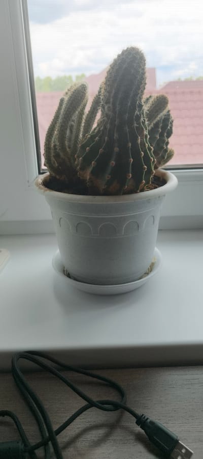 A close-up, eye-level shot captures a potted cactus on a windowsill, with a USB cable coiled in the foreground. The cactus, a vibrant green with brown blemishes near its base, features multiple ribbed stems covered in light fuzz and sharp spines. It sits in a white plastic pot with an ornamental embossed pattern, resting on a matching saucer. The pot is positioned on a white windowsill.
Beyond the window, out of focus, a hazy sky is visible, with hints of green trees and the reddish-brown roof of a building. The scene is set in a domestic environment, likely an indoor space with a view of the outdoors.
The image does not provide specific details or visual cues to determine the exact location within Aktanyshbash, Russia. However, the presence of a windowsill, potted plant, and common household items like a USB cable suggests a typical residential setting.