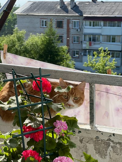 In Khor, Russia, an orange and white cat with green eyes peeks from behind a cluster of bright pink and purple flowers on a windowsill. The cat is positioned on a white ledge, partially obscured by a green wire trellis supporting the flowering plants. In the background, a multi-story apartment building with light gray brick and white trim stands against a backdrop of lush green trees and a bright sky. A clothesline with white fabric, held by clothespins, is strung across the scene in front of the building. The overall scene depicts a domestic setting on a sunny day.