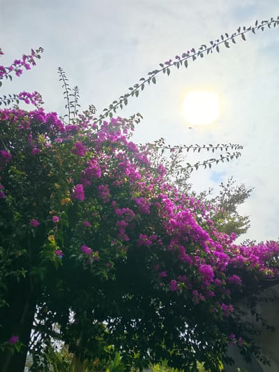 A low-angle, full-frame shot captures a lush, vibrant bougainvillea plant in full bloom, its abundant bright pink bracts cascading over dark green foliage. The sun, a bright, diffused disc, shines from the upper right quadrant of the sky, casting a warm glow through the sparse clouds. Delicate, thin branches of the bougainvillea, adorned with small leaves and sparse purple flowers, extend diagonally across the sky. A small, dark silhouette of what appears to be a bird or insect is visible in the sky, near the sun. The plant appears to be growing over a structure, with a hint of a grey, textured wall visible on the right edge of the frame. The lower part of the image shows more of the dense foliage and some branches extending downwards, partially obscuring the background. The overall impression is one of natural beauty and a bright, sunny day. This scene is located in the city of Caringin, Indonesia.