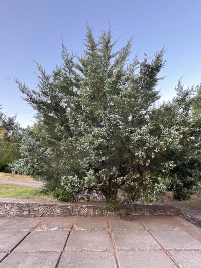 The image depicts a vertical, medium shot of a large evergreen tree with dense, feathery foliage. The tree dominates the left side of the frame, its branches reaching upwards and outwards. The leaves are a muted green with some lighter, almost silvery, accents, possibly indicating young growth or a type of lichen. The sky is a clear, pale blue, suggesting a bright day, likely morning or afternoon due to the even lighting and absence of harsh shadows.

To the right of the tree, a paved pathway is visible, composed of large, rectangular concrete slabs laid in a grid pattern. The pathway runs parallel to the tree and appears to be slightly elevated or bordered by a decorative stone retaining wall. This wall is made of irregularly shaped stones, interspersed with what looks like a metal wire mesh or reinforcement, creating an interesting, textured surface. The path itself shows signs of wear and some scattered debris, including a small plastic bottle near the lower right edge.

Beyond the pathway, a grassy area can be seen, transitioning into more trees and vegetation in the background. The overall scene suggests an outdoor environment, possibly a park, garden, or a residential area with landscaping. There are no people visible in the image. The light is diffuse, indicating it's not directly overhead, and the sky is bright, implying good weather. The composition, with the tree and pathway filling the frame, gives a sense of being outdoors on a clear day. The location is specified as Voznesensk, Ukraine.