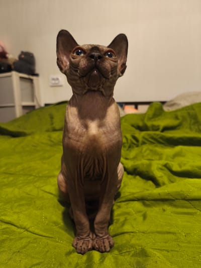 A hairless Sphynx cat sits on a bright green textured blanket. The cat is facing forward, looking upwards with its large ears perked. Its skin is wrinkled and brown. The background is out of focus and shows a beige wall with some furniture and objects, including a shelf unit and what appears to be a stuffed animal. The setting appears to be indoors, possibly a bedroom. The city of Речицы, Russia is not visible or indicated in the image.