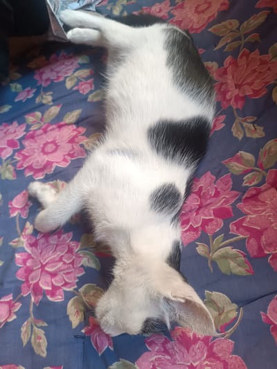 A black and white cat is lying down on a floral patterned blanket. The blanket has a blue background with large pink and red flowers and green leaves. The cat is mostly white with large black patches on its back and sides. Its paws and hind legs are visible. The image is taken from a top-down perspective, and the cat's head is not fully visible. The location in Uchqo'rg'on, Uzbekistan, is not discernable from the image.