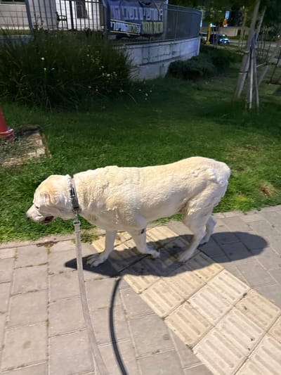 A large, white dog with a black collar and leash is walking on a sidewalk in Ganei Tikva, Israel, located at 32.067° N, 34.868° E. The dog's shadow stretches across the sidewalk, which is made of gray concrete pavers. To the left of the sidewalk is a patch of green grass. Behind the grass is a low concrete wall topped with a black metal fence. A red fire hydrant is visible near the bottom left corner of the image. In the background, there is a building with a banner hanging from it, and a street with cars. The scene is lit by artificial light. The dog is walking toward the right side of the frame.