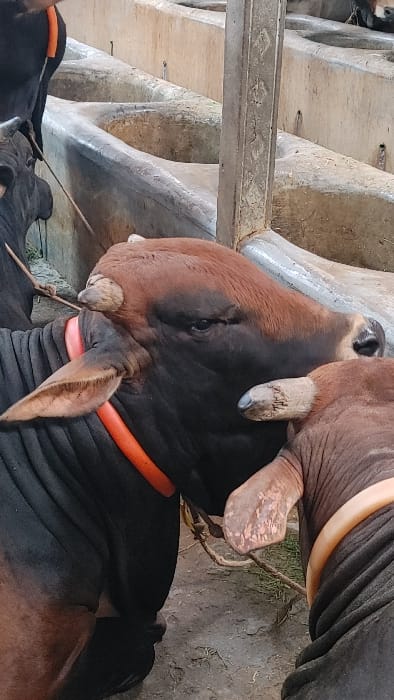The image shows two brown and black cows, one wearing an orange collar, standing in a concrete pen in Savar, Bangladesh. The cows are standing side by side, with their heads touching. The pen is lined with concrete troughs and a metal pole, and the ground is covered in dirt and grass.