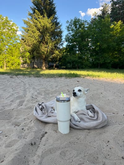 A white Chihuahua dog sits on a striped blanket on a sandy area, with a tall, white insulated tumbler next to it. The dog is looking to its right. In the background, there are trees and a clear blue sky with some clouds. The setting appears to be an outdoor recreational area, possibly a beach or park, located in the village of Kulishi, Ukraine.