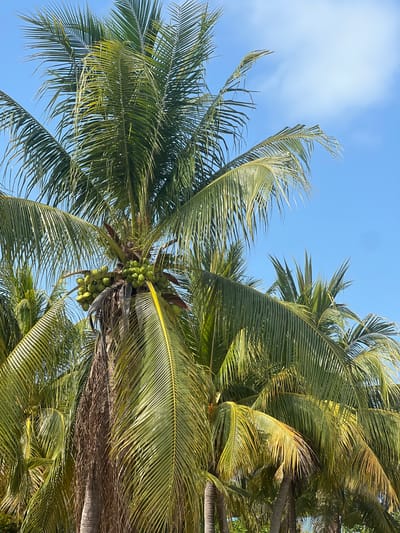 A low-angle, upward shot captures a mature coconut palm in Placencia, Belize, showcasing a dense crown of vibrant green fronds against a clear blue sky. Clusters of young green coconuts are visible near the base of the fronds. The perspective focuses on the tree's foliage and fruit, emphasizing the tropical nature of the coastal environment.