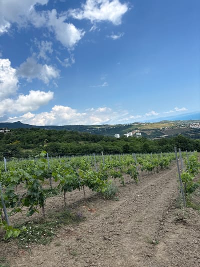 This is a full outdoor, vertical shot of a vineyard on a sunny day with a clear blue sky and scattered clouds. The foreground is dominated by rows of young grapevines on trellises. The soil is a light brown color with some dry leaves and scattered white and purple wildflowers. In the midground, a dense green forest covers rolling hills. In the background, several multi-story white buildings are visible nestled into the hillsides, with a hazy coastline and the sea beyond. The city of Lavrovoe, Ukraine is implied as the location. There are no people visible in the image.