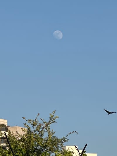 This is a vertically oriented, outdoor, daytime photograph. The image features a clear, light blue sky as the dominant element. In the upper left quadrant, a partial view of the moon is visible. A bird, silhouetted against the sky, is captured in flight in the upper right quadrant. Towards the bottom right of the frame, a portion of a building and lush green foliage from a tree are visible. The building appears to be made of concrete or a similar material, with angular architectural features. The tree's leaves are vibrant, suggesting a healthy state. A dark, thin object, possibly a branch or wire, runs horizontally across the lower right corner of the image. The scene is likely set in Givat Shmuel, Israel. The time of day appears to be daytime, possibly late afternoon or early morning, given the brightness of the sky and the visibility of the moon. There is no visible text in the image.