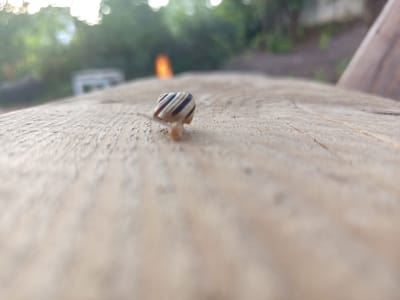 A close-up, low-angle shot shows a snail with a striped shell on a weathered wooden surface. The background is blurred, with greenery and a bright orange vertical shape visible. A wooden structure is partially visible on the right side of the frame. The snail is the primary subject, positioned slightly off-center to the left. The overall scene is likely outdoors in a natural setting, possibly a garden or park. The location is specified as Vilshany, Ukraine.