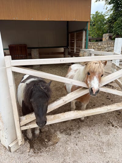 The image shows two miniature horses in an enclosure. One horse has a light brown and white coat and is sticking its head through a white wooden fence. The other horse, positioned below, has a black and white coat and is also near the fence. The enclosure appears to be an outdoor area with a gravel-like ground surface. A building or structure with wooden panels is visible in the background. The location is in Provodina, Montenegro.