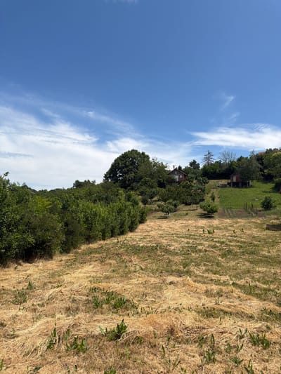 The image displays a serene rural landscape, presumably in Grocka Urban Municipality, Serbia, bathed in bright daylight under a clear blue sky adorned with scattered white, wispy clouds. The foreground and much of the midground on the right side are dominated by a field of dry, golden-brown grass, indicative of warm, possibly summer or late summer conditions, with occasional interspersed patches of greener growth.
A dense line of vibrant green trees and bushes forms a natural barrier or wooded area stretching across the midground on the left. Beyond this verdant treeline, on a slightly elevated terrain, several small, rustic houses or cabins are visible, partially obscured by additional trees. One of these structures features a reddish-brown roof. A distinctive tall, slender tree, possibly bare or dead, stands prominently against the sky near one of the houses. The scene is devoid of human activity, conveying a tranquil and peaceful natural environment. No text is visible within the image.
