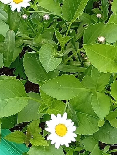 A close-up, top-down view of daisies and greenery is captured in this media file. The central subjects are several white daisies, one fully bloomed with a bright yellow center, and others in various stages of development, including buds. Lush green leaves of varying sizes and textures dominate the frame, some showing signs of insect damage. The scene appears to be an outdoor garden or natural setting, with dark soil visible beneath the foliage.

There are no people or animals present. The image seems to have been taken during daylight, with soft lighting suggesting it might be a cloudy day or late afternoon. No specific time of day or weather conditions beyond general daylight are discernible. The location context is provided as Pavlovsky Posad, Russia, which might imply a temperate climate suitable for daisy growth.

A notable detail is the edge of a green object in the bottom left corner, which has the partial text "USSIA" printed on it in white, likely part of a word like "RUSSIA". This hints at the location or origin of the object. The overall mood is natural and peaceful, highlighting the beauty of common wildflowers. The composition focuses on the intricate details of the plant life.