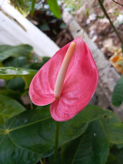 The image shows a pink Anthurium flower in a garden setting. The flower's spadix is light beige. The flower is surrounded by green foliage. A white structure can be seen in the background, along with blurred vegetation and possibly a paved area. The image was taken outdoors during the day, with natural lighting. The location is Monagas, Venezuela.