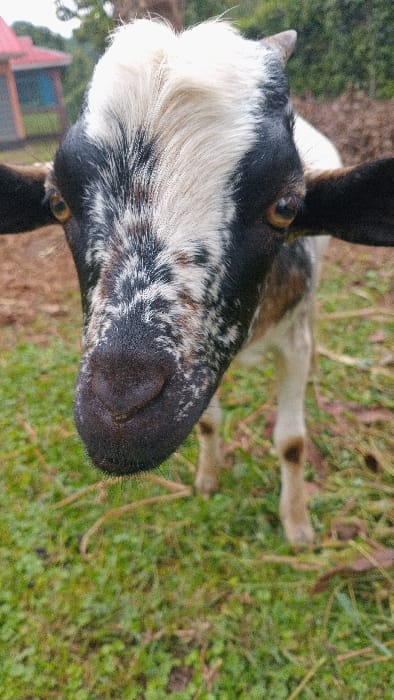 An eye-level, close-up photograph depicts a domestic goat standing on green grass in Gesima ward, Kenya. The goat faces directly towards the camera, presenting a white fur stripe down the center of its face from the forehead to its dark, moist nose. The sides of its face are covered in black fur with distinctive white speckles. Its eyes are amber-colored with horizontal pupils, and small, dark horns are visible on its head. Its ears are predominantly dark. Portions of its body and slender legs are visible, displaying a coat of white, black, and light brown patches. The ground directly beneath the goat consists of green grass with some sparse brown plant matter. In the blurred background, a building with a red-orange corrugated iron roof and light blue walls is partially visible to the left. Further back, dense green foliage, likely trees or bushes, and areas of reddish-brown earth complete the environment. No human subjects or explicit actions are observed; the goat is stationary and appears to be observing the camera.